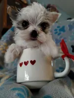 Loki, a male Yorkshire Terrier for sale in Ocala, FL – Photo 6 of 8