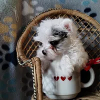 Loki, a male Yorkshire Terrier for sale in Lacey, WA – Photo 4 of 8