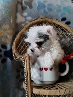 Loki, a male Yorkshire Terrier for sale in Ocala, FL – Photo 4 of 8