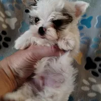 Loki, a male Yorkshire Terrier for sale in Lacey, WA – Photo 2 of 8