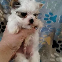 Loki, a male Yorkshire Terrier for sale in Lacey, WA – Photo 7 of 8