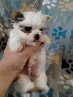 Loki, a male Yorkshire Terrier for sale in Ocala, FL – Photo 7 of 8