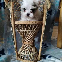 Loki, a male Yorkshire Terrier for sale in Lacey, WA – Photo 8 of 8