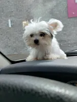 Loki, teacup Yorkie, a male Yorkshire Terrier for sale in Gainesville, FL – Photo 2 of 10