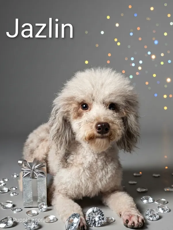 Jazlin – Poodle - Miniature  puppy for sale in Gainesville, FL