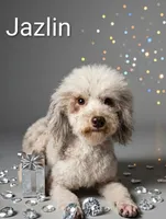 Jazlin, a female Poodle - Miniature  for sale in Gainesville, FL – 3 of 7