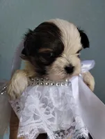 Kismet, a male Mal Shi for sale in Gainesville, FL – 2 of 8