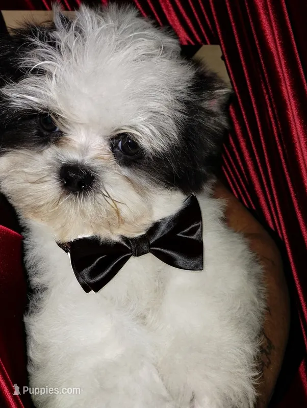 Kismet – Mal Shi puppy for sale in Gainesville, FL