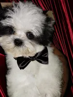 Kismet, a male Mal Shi for sale in Gainesville, FL – 1 of 9
