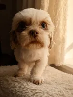 Karma, a female Shih Tzu for sale in Gainesville, FL – 2 of 4