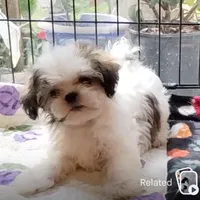 Fate, a male Mal Shi for sale in Gainesville, FL – 2 of 9