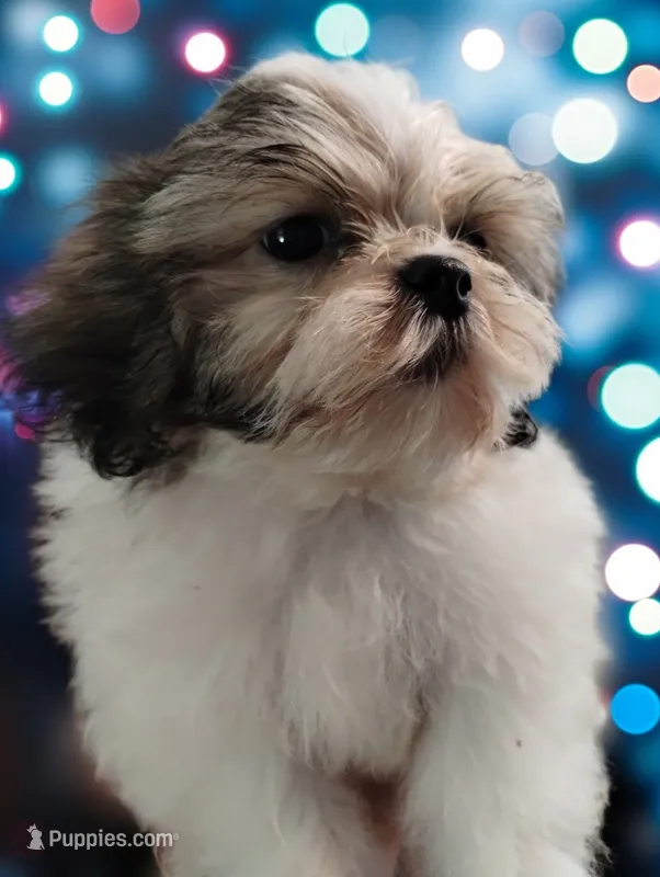 Fate – Mal Shi puppy for sale in Gainesville, FL