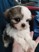Fate, a male Mal Shi for sale in Gainesville, FL – 3 of 9