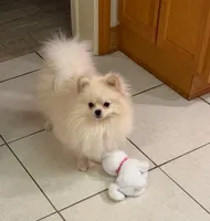 Klondike, a male Pomeranian for sale in Gainesville, FL – 5 of 5