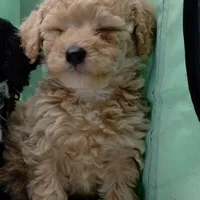 Cookie, a male Poodle - Miniature  for sale in Lacey, WA – Photo 5 of 9