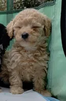 Cookie, a male Poodle - Miniature  for sale in Ocala, FL – Photo 2 of 5