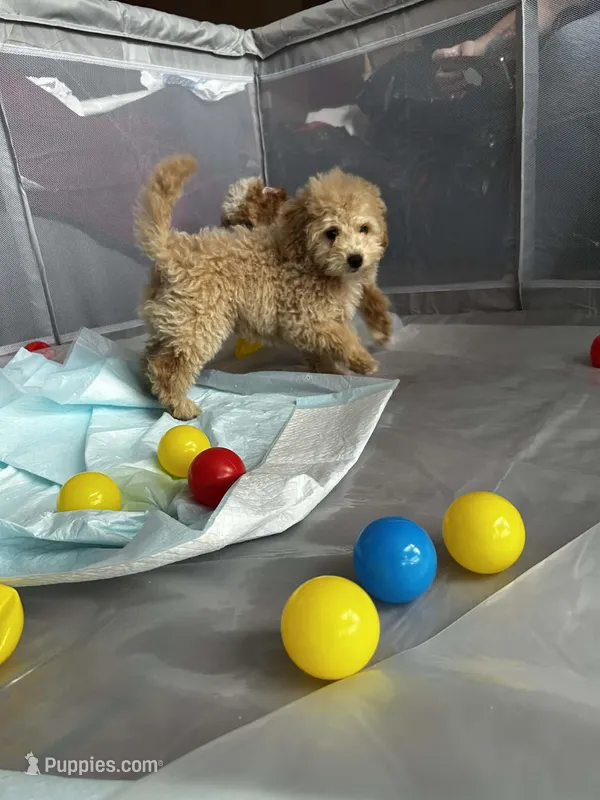 Cookie – Poodle - Miniature  puppy for sale in Lacey, WA