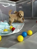 Cookie, a male Poodle - Miniature  for sale in Lacey, WA – Photo 1 of 9