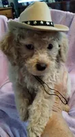 Cookie, a male Poodle - Miniature  for sale in Lacey, WA – Photo 3 of 9