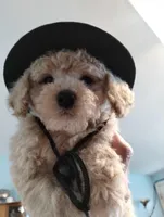 Cookie, a male Poodle - Miniature  for sale in Lacey, WA – Photo 8 of 9