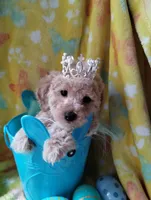 Cookie, a male Poodle - Miniature  for sale in Lacey, WA – Photo 4 of 9