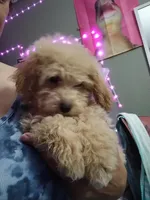 Cookie, a male Poodle - Miniature  for sale in Lacey, WA – Photo 9 of 9