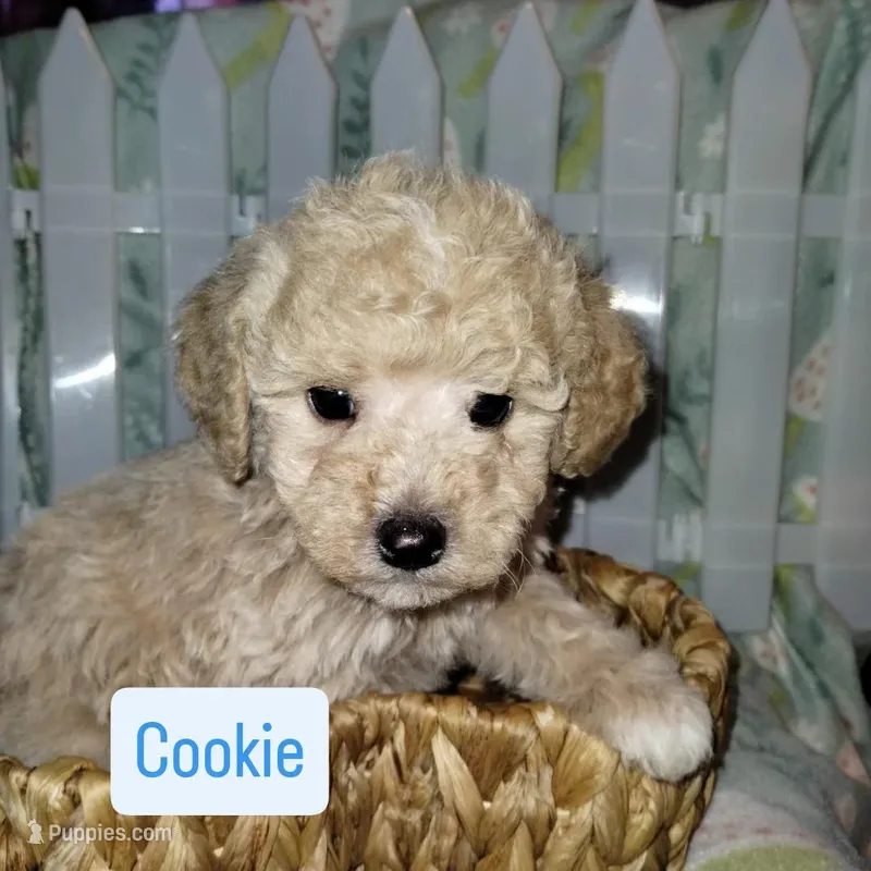 Cookie, a male Poodle - Miniature  for sale in Ocala, FL – Photo 1 of 5