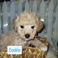 Cookie, a male Poodle - Miniature  for sale in Lacey, WA – Photo 2 of 9