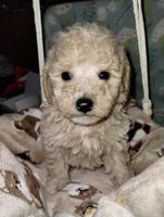 Cookie, a male Poodle - Miniature  for sale in Ocala, FL – Photo 4 of 5