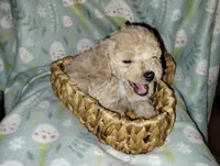 Cookie, a male Poodle - Miniature  for sale in Ocala, FL – Photo 5 of 5