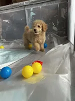 Cookie, a male Poodle - Miniature  for sale in Lacey, WA – Photo 7 of 9