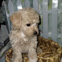 Cookie, a male Poodle - Miniature  for sale in Lacey, WA – Photo 6 of 9