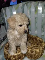 Cookie, a male Poodle - Miniature  for sale in Ocala, FL – Photo 3 of 5