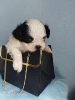 Kismet, a male Mal Shi for sale in Gainesville, FL – 7 of 8