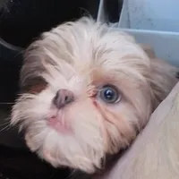 Cosmo, a male Shih Tzu for sale in Ocala, FL – Photo 2 of 2