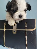 Fate , a male Mal Shi for sale in Gainesville, FL – 8 of 8