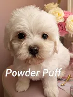 Powder Puff, a female Poodle - Miniature  for sale in Gainesville, FL – 2 of 2