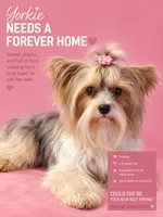 Freya (TEACUP), a female Yorkshire Terrier for sale in Gainesville, FL – 1 of 10