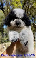 Birch, a male Poodle - Miniature  for sale in Ocala, FL – Photo 1 of 3