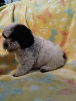 Birch, a male Poodle - Miniature  for sale in Ocala, FL – Photo 2 of 3