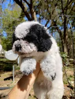 Birch, a male Poodle - Miniature  for sale in Ocala, FL – Photo 3 of 3