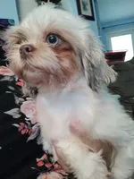 Karma, a female Shih Tzu for sale in Gainesville, FL – 6 of 6