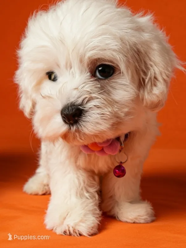 Hufflepuff – Poodle - Miniature  puppy for sale in Gainesville, FL