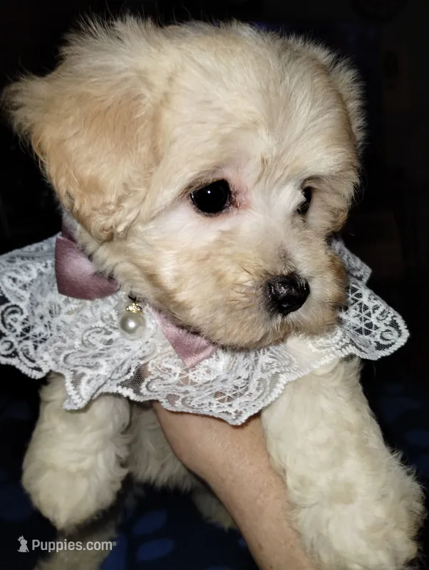 Cream Puff – Poodle - Miniature  puppy for sale in Gainesville, FL
