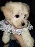 Cream Puff, a female Poodle - Miniature  for sale in Gainesville, FL – 1 of 2