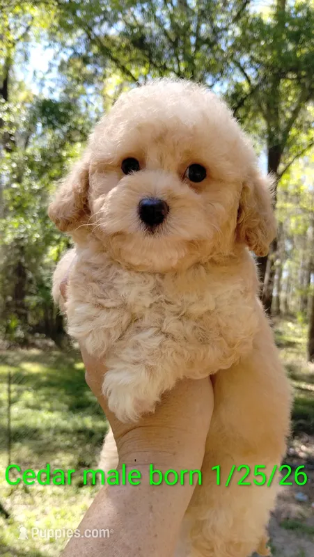 Cedar – Poodle - Miniature  puppy for sale in Ocala, FL