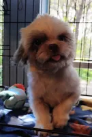 Karma, a female Shih Tzu for sale in Gainesville, FL – 5 of 6