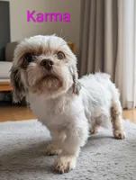 Karma, a female Shih Tzu for sale in Gainesville, FL – 3 of 4