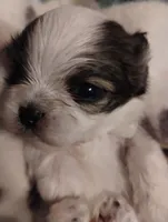 Fate , a male Mal Shi for sale in Gainesville, FL – 5 of 8