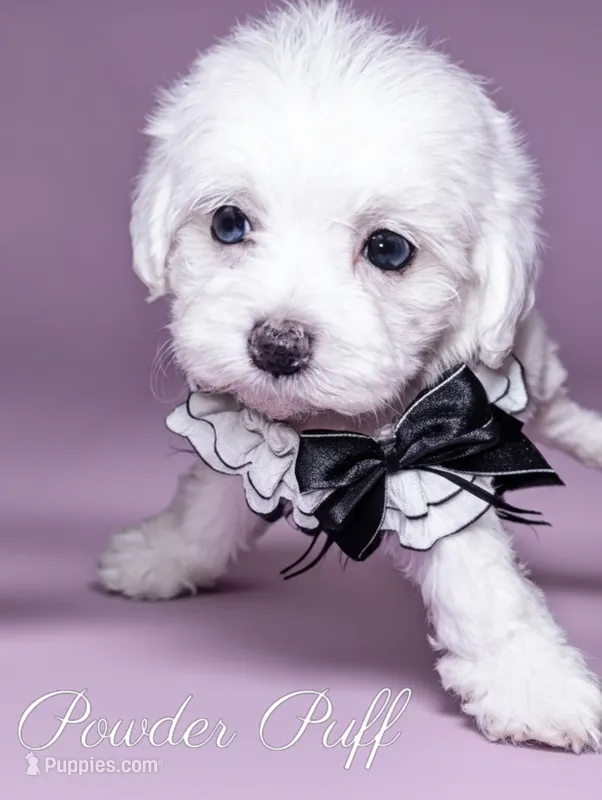 Powder Puff – Poodle - Miniature  puppy for sale in Gainesville, FL